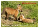Renardeaux. Premiers pas sur la prairie (Calendrier de bureau 2026 DIN A5 vertical), CALVENDO calendrier mensuel