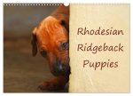 Rhodesian Ridgeback Puppies (Wall Calendar 2026 DIN A3 landscape), CALVENDO 12 Month Wall Calendar