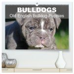 Bulldogs - Old English Bulldog Puppies (High Quality Premium Wall Calendar 2026 DIN A2 landscape),CALVENDO 12 Month Wall Calendar