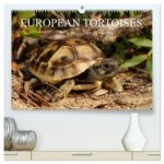 European Tortoises / UK-Version (High Quality Premium Wall Calendar 2026 DIN A2 landscape),CALVENDO 12 Month Wall Calendar