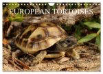 European Tortoises / UK-Version (Wall Calendar 2026 DIN A4 landscape), CALVENDO 12 Month Wall Calendar