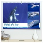 A Whale of a Year (High Quality Premium Wall Calendar 2026 DIN A2 landscape),CALVENDO 12 Month Wall Calendar