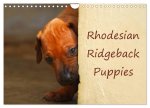 Rhodesian Ridgeback Puppies (Wall Calendar 2026 DIN A4 landscape), CALVENDO 12 Month Wall Calendar