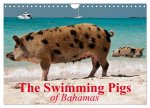 The Swimming Pigs of Bahamas (Wall Calendar 2026 DIN A4 landscape), CALVENDO 12 Month Wall Calendar