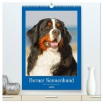 Berner Sennenhund - stark , schön und liebenswert (hochwertiger Premium Wandkalender 2026 DIN A2 hoch), Kunstdruck in Hochglanz