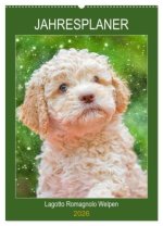 Jahresplaner Lagotto Romagnolo Welpen (Wandkalender 2026 DIN A2 hoch), CALVENDO Monatskalender