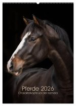 Pferde 2026 - Charakterköpfe vor der Kamera (Wandkalender 2026 DIN A2 hoch), CALVENDO Monatskalender
