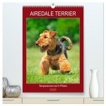Airedale Terrier - Temperament auf 4 Pfoten (hochwertiger Premium Wandkalender 2026 DIN A2 hoch), Kunstdruck in Hochglanz