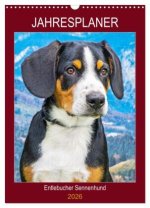 Jahresplaner Entlebucher Sennenhund (Wandkalender 2026 DIN A3 hoch), CALVENDO Monatskalender