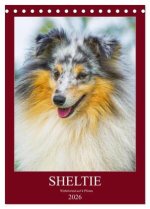 Sheltie - Wirbelwind auf 4 Pfoten (Tischkalender 2026 DIN A5 hoch), CALVENDO Monatskalender