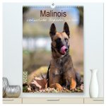 Malinois verlässliche Begleiter (hochwertiger Premium Wandkalender 2026 DIN A2 hoch), Kunstdruck in Hochglanz