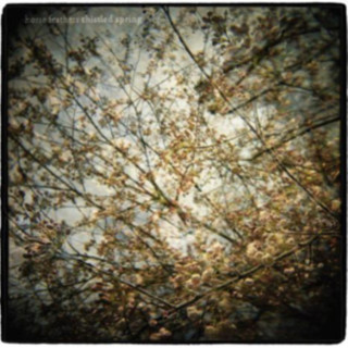 Thistled Spring