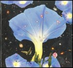 Nighttime Birds and Morning Stars