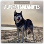 Alaskan Malamutes - Alaskischer Malamute 2026 - 16-Monatskalender