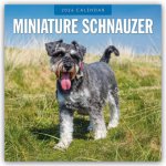 Miniature Schnauzer - Zwergschnauzer 2026 - 16-Monatskalender
