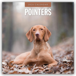 Pointers - Vorstehhund - Pointer 2026 - 16-Monatskalender