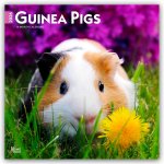 Guinea Pigs - Meerschweinschen 2026 - 16-Monatskalender