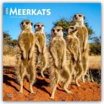 Meerkats - Erdmännchen 2026 - 16-Monatskalender