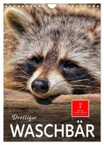 Drolliger Waschbär (Wandkalender 2026 DIN A4 hoch), CALVENDO Monatskalender