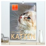 Katzen - süß und kuschelig (hochwertiger Premium Wandkalender 2026 DIN A2 hoch), Kunstdruck in Hochglanz