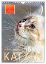 Katzen - süß und kuschelig (Wandkalender 2026 DIN A4 hoch), CALVENDO Monatskalender