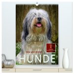 Hunde - treu und ehrlich (hochwertiger Premium Wandkalender 2026 DIN A2 hoch), Kunstdruck in Hochglanz
