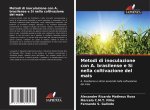 Metodi di inoculazione con A. brasilense e Si nella coltivazione del mais