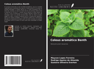 Coleus aromático Benth
