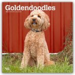 Goldendoodles - Goldendoodle 2026 - 16-Monatskalender