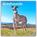 Greyhounds - Windhunde 2026 - 16-Monatskalender