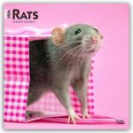 Rats - Ratten 2026 - 16-Monatskalender