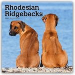Rhodesian Ridgebacks - Rhodesian Ridgeback 2026 - 16-Monatskalender