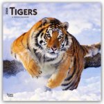 Tigers - Tiger 2026 - 16-Monatskalender