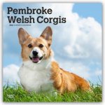 Pembroke Welsh Corgis - Pembroke Welsh Corgi 2026 - 16-Monatskalender