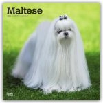 Maltese - Malteser 2026 - 16-Monatskalender
