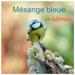 Mésange bleue en Gâtinais (Calendrier mural carré 2026 30x30 cm) Calendrier double avec une page pour vos prises de notes