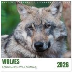 Wolves - fascinating wild animals (Wall Calendar 2026 12 × 12 Inch) CALVENDO 12 Month Wall Calendar