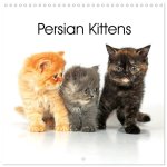 Persian Kittens (Wall Calendar 2026 12 × 12 Inch) CALVENDO 12 Month Wall Calendar