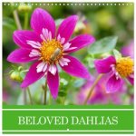 Beloved dahlias (Wall Calendar 2026 12 × 12 Inch) CALVENDO 12 Month Wall Calendar