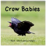 Crow Babies - Black, cute & always hungry (Wall Calendar 2026 12 × 12 Inch) CALVENDO 12 Month Wall Calendar