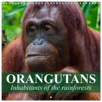 Orangutans Inhabitants of the rainforests (Wall Calendar 2026 12 × 12 Inch) CALVENDO 12 Month Wall Calendar