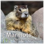 Marmots - Cute and Curious (Wall Calendar 2026 12 × 12 Inch) CALVENDO 12 Month Wall Calendar