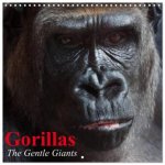 Gorillas - The Gentle Giants (Wall Calendar 2026 12 × 12 Inch) CALVENDO 12 Month Wall Calendar