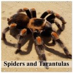 Spiders and Tarantulas (Wall Calendar 2026 12 × 12 Inch) CALVENDO 12 Month Wall Calendar