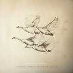 Wild geese