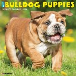 Bulldog Puppies 2026 12 X 12 Wall Calendar
