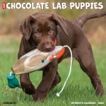 Chocolate Lab Puppies 2026 12 X 12 Wall Calendar