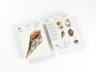 Seashells