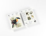 Tropical Birds