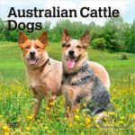 Australian Cattle Dogs 2026 7 X 14 Inch (Hanging) Monthly Mini Wall Calendar